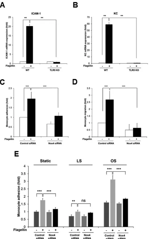 Figure 5.  TLR5-deficient MAECs fails to induce the expression of pro-inflammatory molecules and Nox4  regulates monocyte adhesion and migration in response to flagellin
