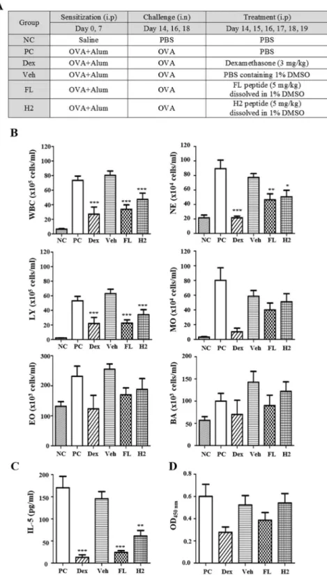 Figure 4.  Anti-inflammatory effect of FL and H2 peptides in an OVA-induced airway inflammation model