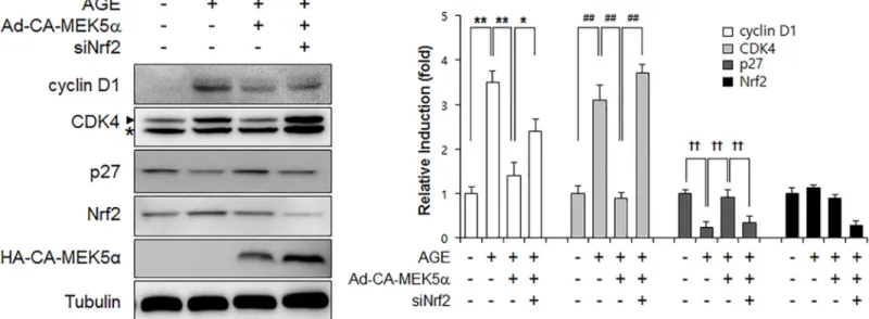 Fig 6. The effect of Nrf2 siRNA on the ERK5 activation-mediated inhibition of AGE-induced cell cycle progression