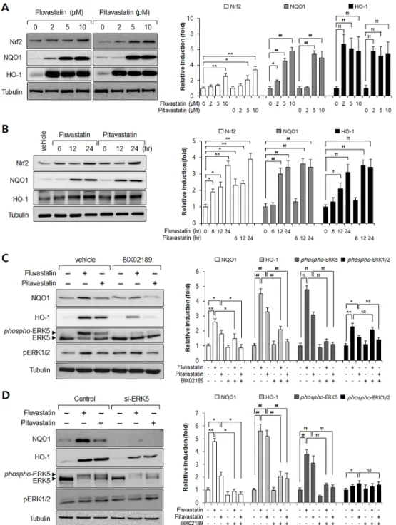Fig 1. The involvement of ERK5 in statin-induced Nrf2 signaling in VSMCs. (A-B) Western blot analysis