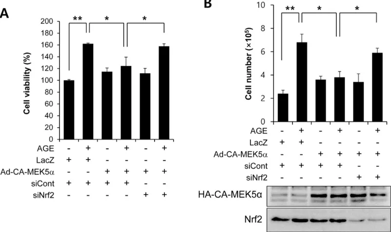 Fig 4. The effect of Nrf2 siRNA on the ERK5 activation-mediated inhibition of AGE-induced VSMC proliferation