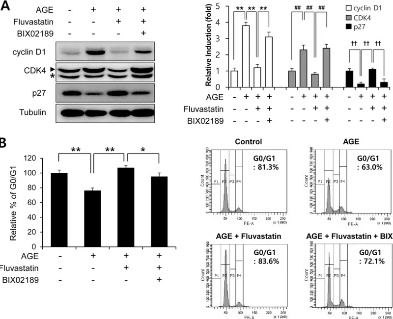 Fig 5. Fluvastatin regulated AGE-induced cell cycle progression through an ERK5 activating pathway in VSMCs