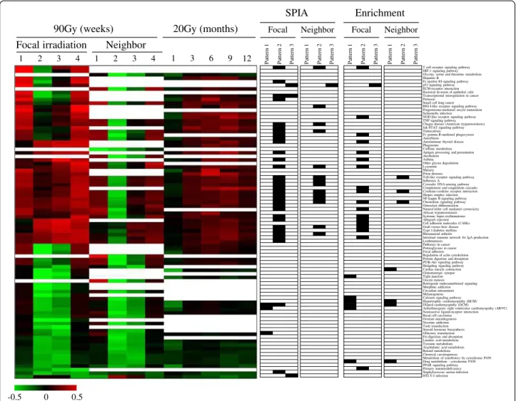 Fig. 6 Pathway activities temporally changed by irradiation. Pathway activities were calculated by linearly combining gene expression levels and then were hierarchically clustered