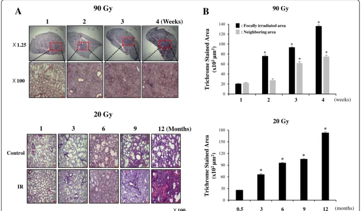 Fig. 1 Fibrotic changes in the control or irradiated lung tissues after focal 90 Gy or 20 Gy irradiation