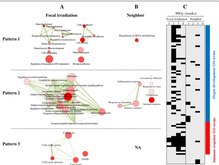Fig. 4 Altered GO terms by focal exposure to high-dose radiation. The network structure among non-redundant GO terms was constructed from all enriched GO terms (FDR <0.01) using the REIVGO program in (a) focally-irradiated regions and (b) non-irradiated