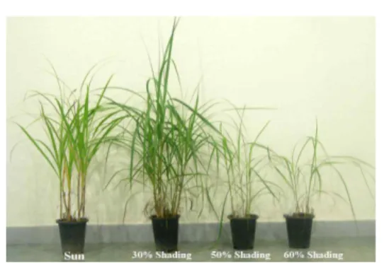 Figure 3. Changes of growth characteristics of Mis- Mis-canthus sinensis under the different shading levels 