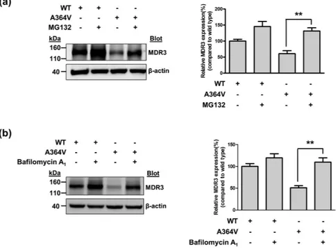 Figure 4.  Effect of MG132 or bafilomycin A 1  on MDR3 expression. MDR3 expression was investigated after 