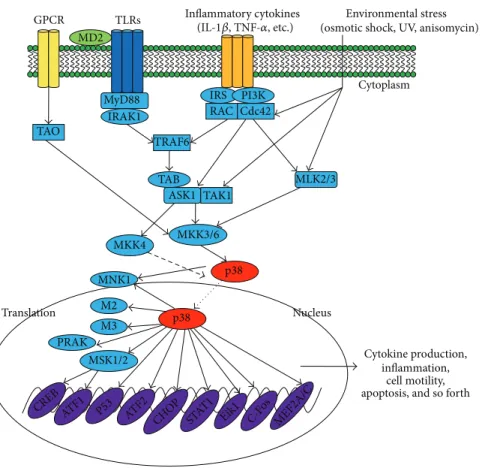 Figure 1: p38-regulated signaling pathways in inflammatory responses. Inflammation-derived cytokines such as TNF-