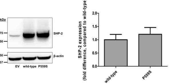 Figure 3.  Effect of a variation, P566S, on SHP-2 expression. SHP-2 expression was investigated using  immunoblotting after transfection of wild-type SHP-2 or P566S variation vectors into HCT-116 cells