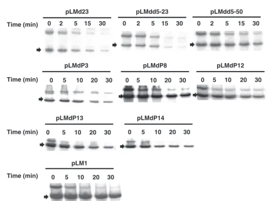 Figure 3. Metabolic stability of M1 RNA mutant derivatives. Total cellular RNA from cells containing mutant plasmids was analyzed as in Figure 2