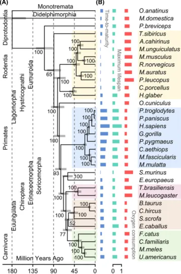 Fig. 1 Species phylogeny and life-history traits. (A) Chronogram tree demonstrating phylogenetic relationships between mammals
