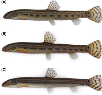 Figure 1. Difference of the color pattern of (A) a pure Cobitis lutheri, (B) a hybrid between C