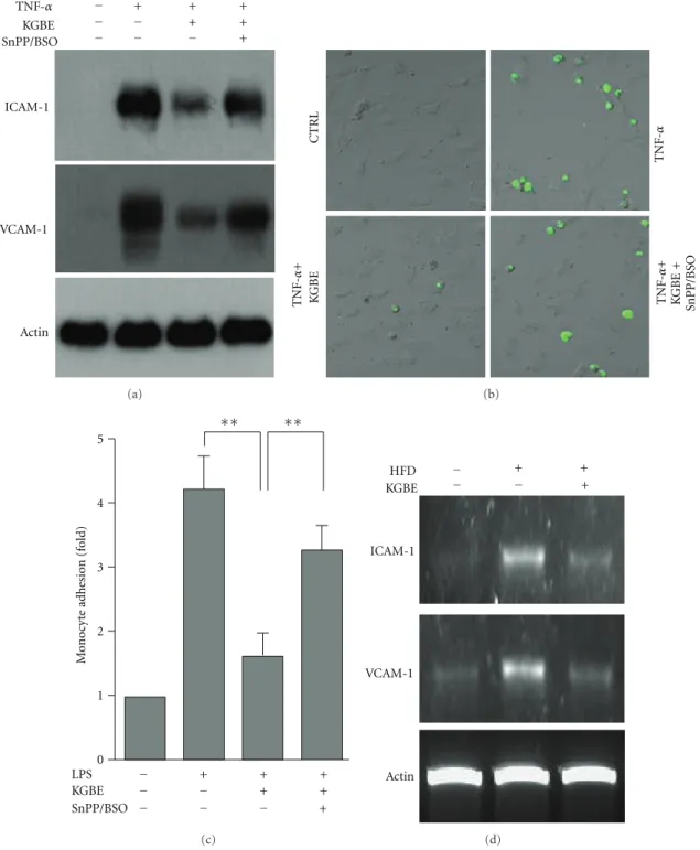 Figure 7: KGBE suppresses adhesion molecule expression in TNF- α-stimulated endothelial cells and aortas from mice fed a HFD