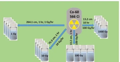 Fig. 2 Schematic of the gamma irradiation process. Gamma irradiation dose was adjusted by varying the distance from the Co-60 source and the dose rate.