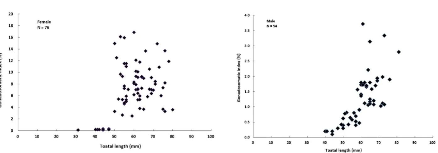 Figure  3.  Change  of  gonadosomatic  index  with  increasing  of  total  length  of  Squalidus  gracilis  majimae  in  the  Sinan  Stream  from  May  to  June  2020.