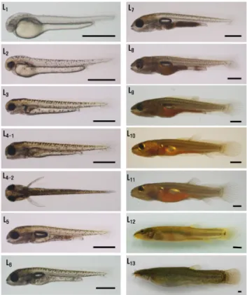 Figure  3.  Egg  development  and  hatching  of  Lefua costata at  25℃ of  water  temperature
