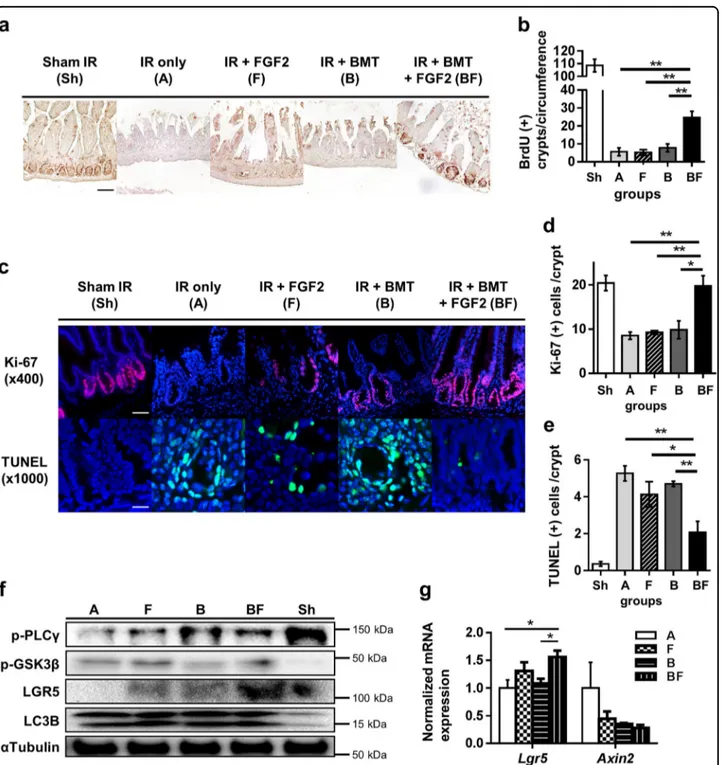 Fig. 4 Effects of FGF2 treatment combined with BMT on intestinal crypt proliferation, apoptosis, and LGR5 expression