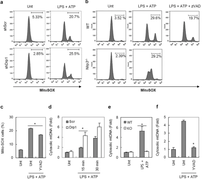 Figure 5.  Drp1-knockdown BMDMs exhibit increased mROS production and mtDNA release. (a) 