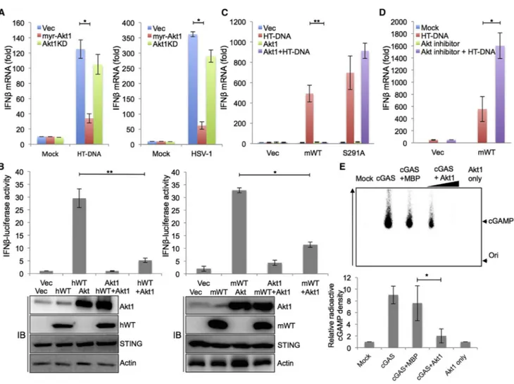 Figure 4. Akt1 Negatively Regulates cGAS-Mediated Cytokine Production via cGAS Phosphorylation at S291