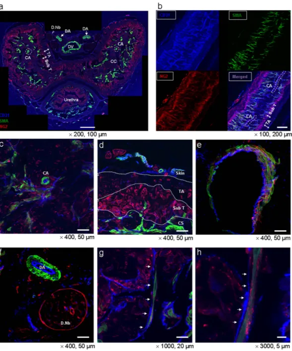 Figure 1.  Distribution of pericytes in the penis of normal mice: low and high magnification images