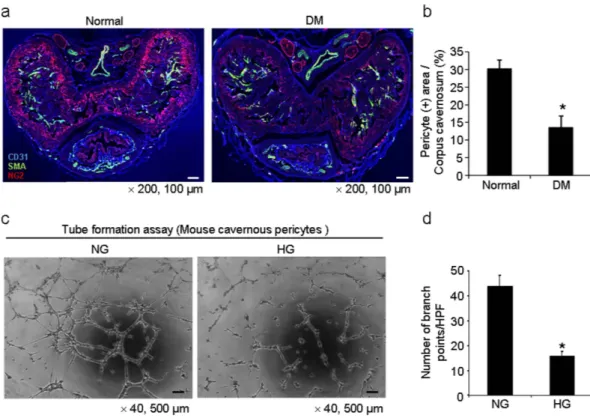 Figure 4.  Decrease in pericyte content in the penis of diabetic mice. (a) Merged images of transverse 