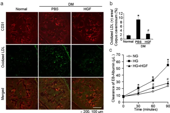 Figure 7.  HGF protein transfer decreases cavernous permeability in diabetic mice in vivo and in  pericytes-endothelial cell co-culture system in vitro