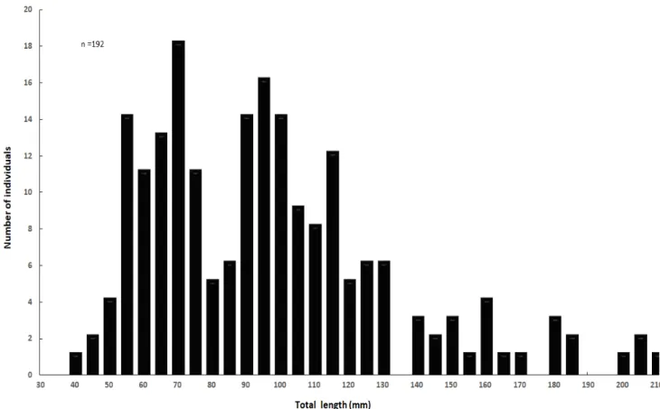 Figure  2.  Length  frequency  distributions  of  Coreoperca herzi  in  the  Jaho  stream  from  May  to  June  2019.