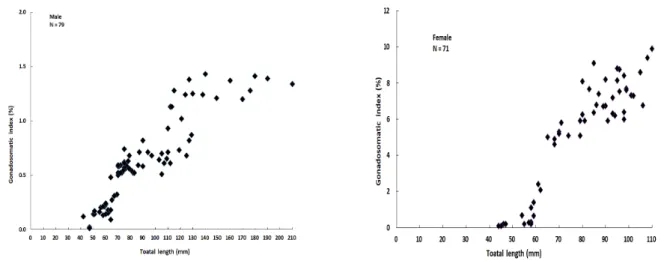 Figure  4.  Monthly  change  of  gonadosomatic  index  (GSI)  of  Coreoperca herzi  in  the  Jaho  stream  from  September  2018  to  August  2019.