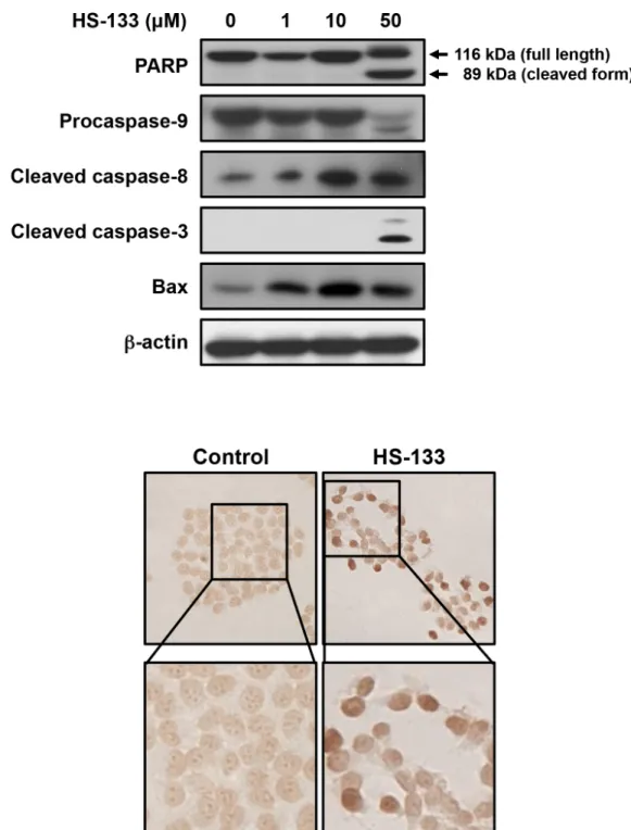 Figure 5: Effect of HS-133 on apoptosis in SkBr3 cells.  (A) The expression of the PARP, pro-caspase-9, cleaved caspase-8, cleaved 