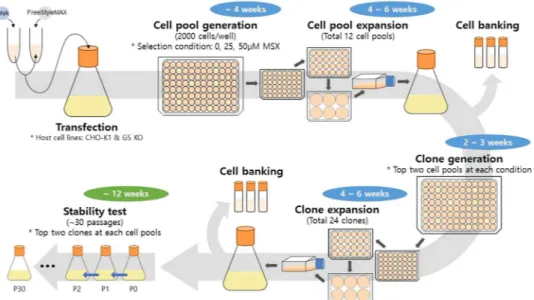 Figure  2  shows the selection stringency and mAb concentration of the culture supernatant in the wells with  a cell pool at various MSX concentrations