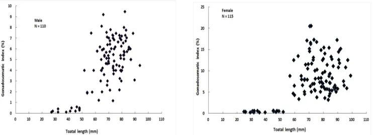Figure  3.  Length  frequency  distributions  of  Rhynchocypris  kumgangensis  in  the  Eocheon  stream  from  April  to  May  2018.