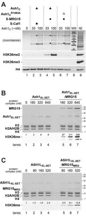 Fig. 3. H3K36 di-methylation by Drosophila Ash1 and human ASH1L is stimulated by MRG15