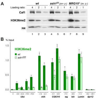 Fig. 6. Ash1 is required for normal H3K36me2 levels at HOX and other target genes. (A) H3K36me2 bulk levels are unchanged in ash1 or MRG15 null mutants