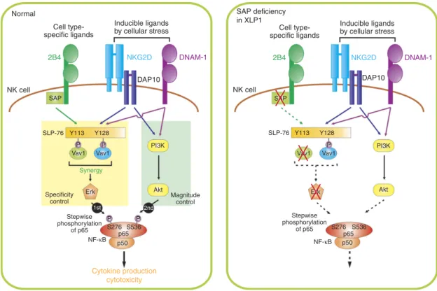 Figure 8 | Proposed mechanism of NF-jB activation via coactivation receptors on NK cells