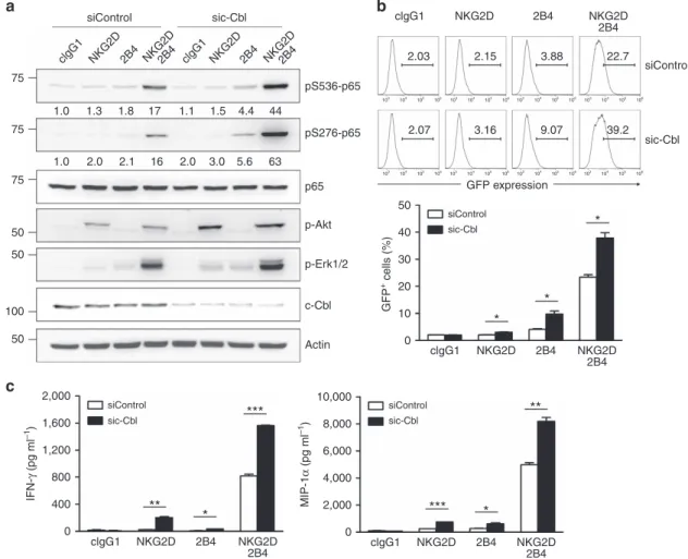 Figure 4 | c-Cbl depletion augments but is not sufﬁcient for NF-jB activation. (a) Rested NKL cells transfected with control siRNA or c-Cbl-speciﬁc siRNA were stimulated through the indicated receptors for 5 min