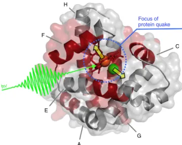 Figure 5 | Myoglobin proteinquake. Cartoon representation of the Mb three-dimensional structure; the segments of the polypeptide chain contributing to the collective mode having a B4 ps period (which is activated by ligand release) are highlighted in red (