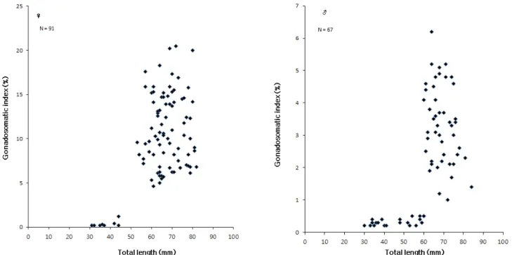 Figure 4. Change of gonadosomatic index with increasing of total length of Phoxinus  phoxinus at the spring water  in Eocheon Stream, from April to June 2016.