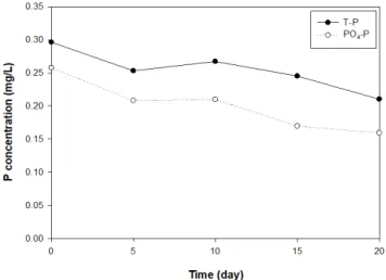 Figure 7. Variation of P concentration (T-P, PO 4 -P) for  20 days in sediment. 4. 인의 용출 반응조의 저층 퇴적물로부터 수층으로 유입되는 총 인의  용출율을 산정한 결과를 Figure 8에 나타내었다