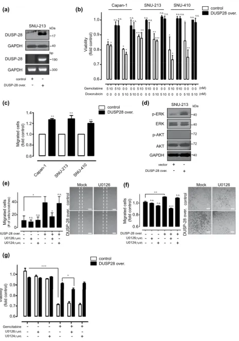 Figure 4.  Overexpression of DUSP28 in human pancreatic cancer cells. (a) SNU-213 cells were transfected 