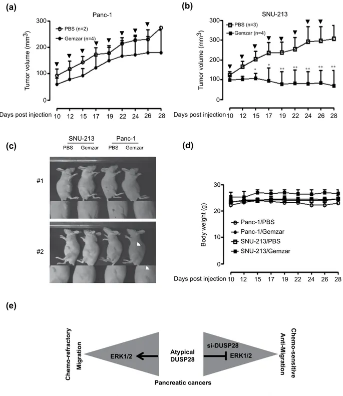 Figure 6.  In vivo effects of gemcitabine treatment on DUSP28 expression. (a) Effects of gemcitabine 