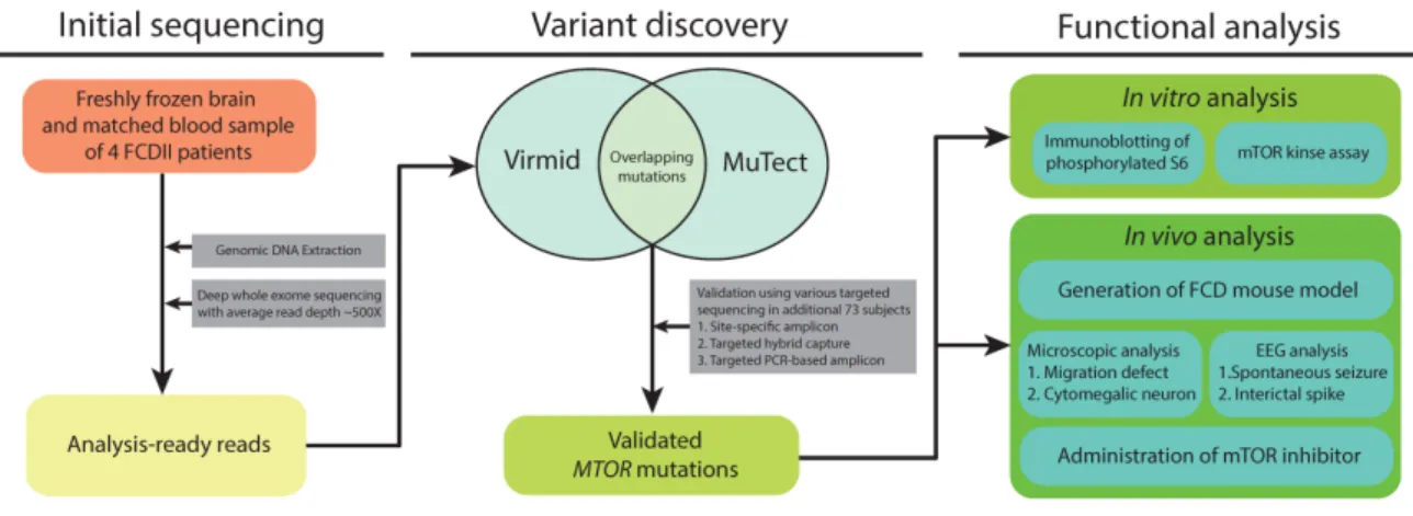 Fig. 1. Schematic presentation of the experimental design. Deep whole exome sequencing (WES) was performed in four FCDII patients,  and the raw sequencing data were analyzed to discover an alternative allele