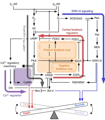 Figure 1 | A schematic diagram for the b-AR signalling network. The b-AR signalling network comprises four modules: the cAMP-PKA signalling module (thick grey arrow), the central feedback regulatory module (thick red arrow and orange square), the ERK1/2 si