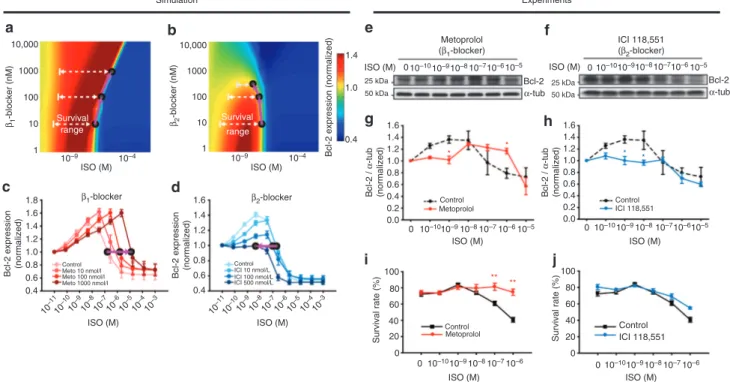 Figure 7 | b 1 -blockers increase the tolerance of cardiomyocytes to cell death by expanding the survival range of the switching response proﬁle of