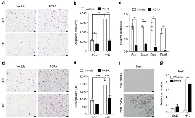Figure 3 | PCPA decreased lipogenesis in eWAT and induces brown fat-like changes in iWAT