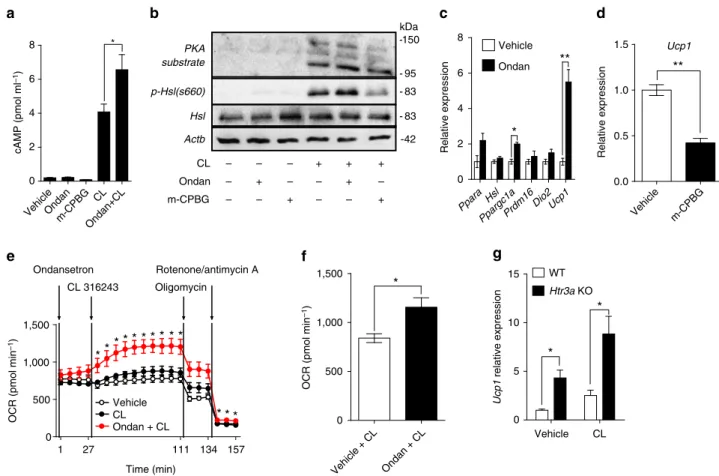 Figure 9 | Cell autonomous effects of Htr3 on BAT activity. The effects of the Htr3 agonist and antagonist, and b3AR agonist were tested in IBA and in primary BAT from Htr3a KO mice