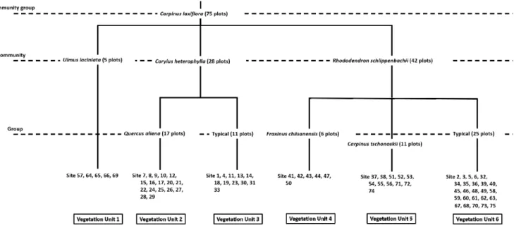 Fig  1.  The  dendrogram  of  classification  by  TWINSPAN  using  75  sites  of  Carpinus laxiflora  communities