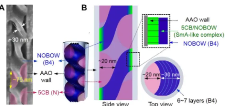 Fig. 4. Schemes of 5CB/NOBOW ordering confined in chiral nanopores. (A) Di- Di-mensional measurement of helical voids generated in between the AAO wall and pretransitioned HNF backbone when used as the channels (d AAO = 60 nm).