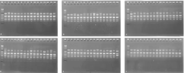 Fig  1. Electrophoretic  patterns  of  DNA  fragments  amplified  using  TFRC-10  primer