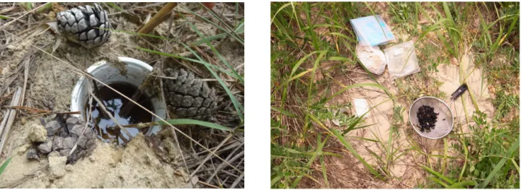 Figure  1.  Surveyed  site
