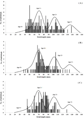Figur 4. Length  frequency  distributions  of  Z. koreanus sampled  in  the  (A)  Bongseonsa  Stream,  (B)  Jojong  Stream  and  (C)  Sudong  Stream.